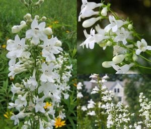 Wedding day penstemon fidesi çok yıllık beyaz