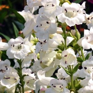 Wedding day penstemon fidesi çok yıllık beyaz