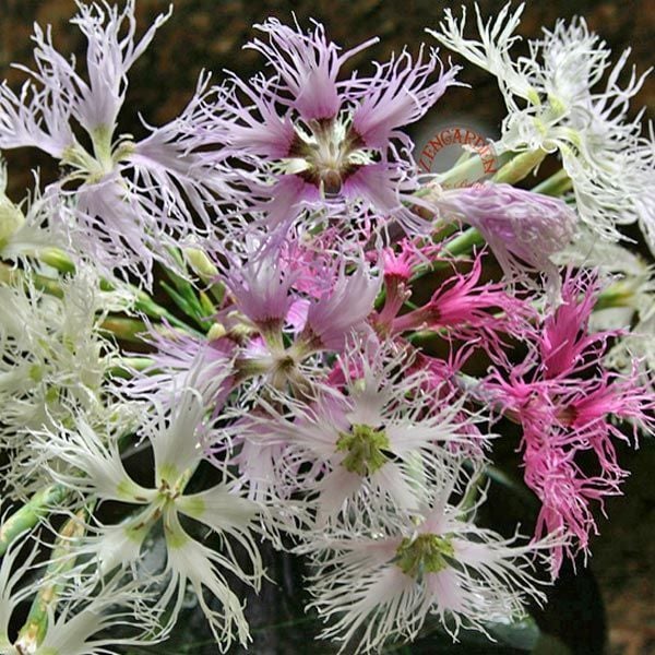 Dantel karanfil tohumu karışımı dianthus rainbow loveliness