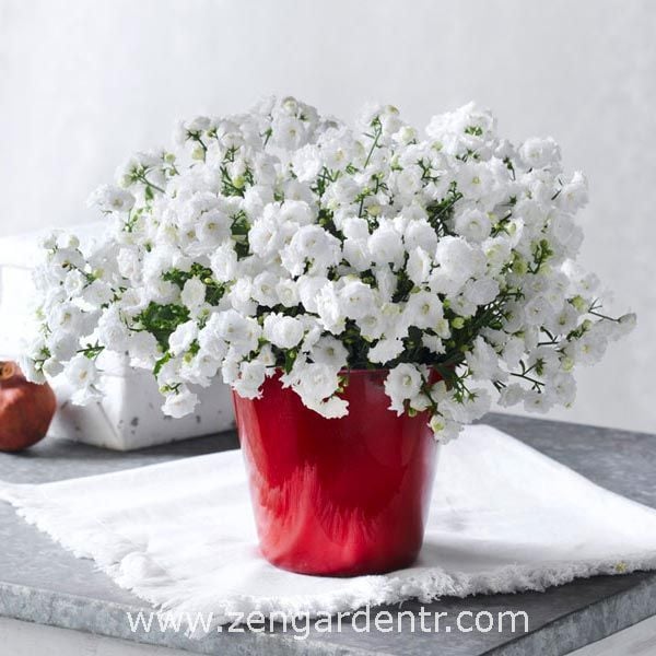 Beyaz katlı campanula saksıda campanula haylodgensis white wonder