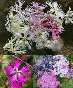 Dantel karanfil tohumu karışımı dianthus rainbow loveliness