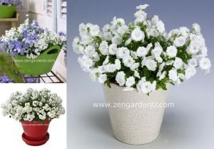 Beyaz katlı campanula saksıda campanula haylodgensis white wonder