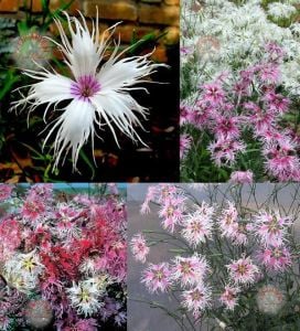 Dantel karanfil tohumu karışımı dianthus rainbow loveliness