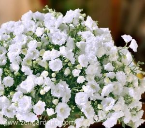 Beyaz katlı campanula saksıda campanula haylodgensis white wonder