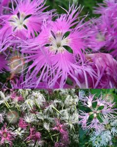 Dantel karanfil tohumu karışımı dianthus rainbow loveliness