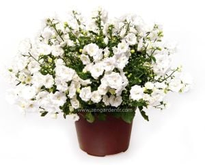 Beyaz katlı campanula saksıda campanula haylodgensis white wonder