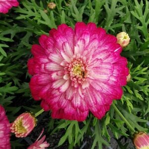 Katlı Strawberry Cream çeşme papatyası fidesi argyranthemum