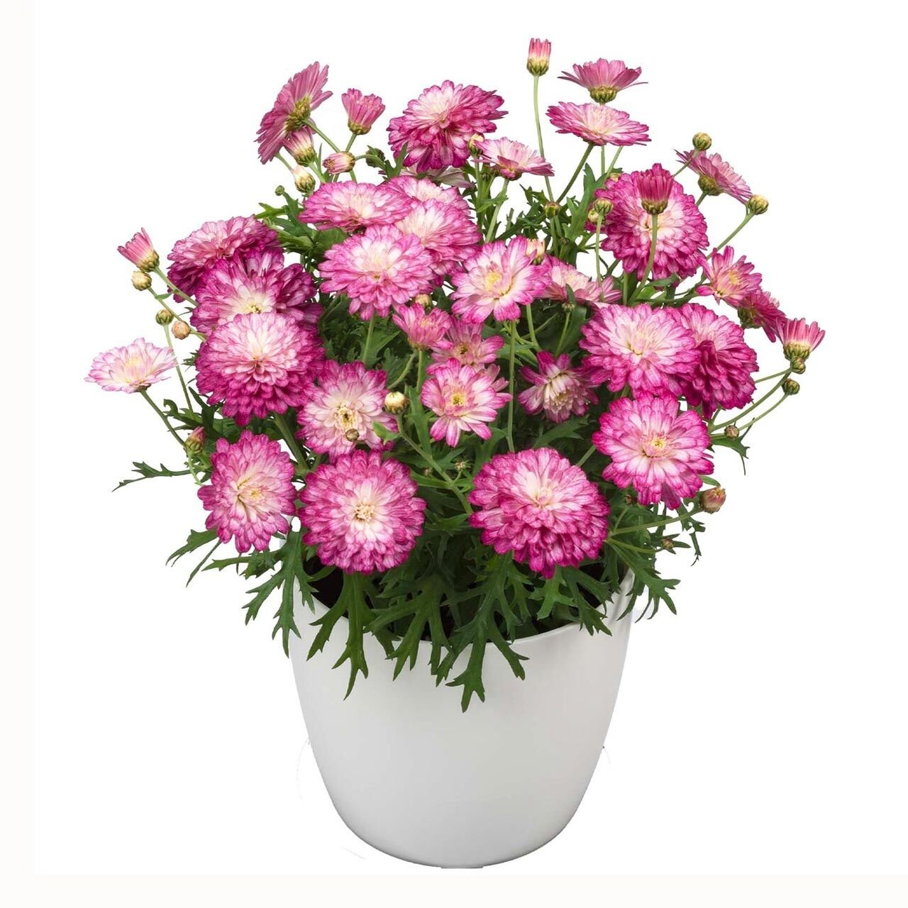 Katlı Strawberry Cream çeşme papatyası fidesi argyranthemum