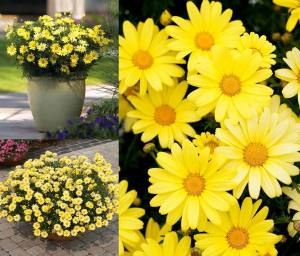 Sarı çeşme papatyası fidesi argyranthemum limero yellow 7 yada 9 cm saksıda