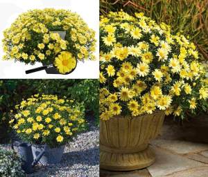 Sarı çeşme papatyası fidesi argyranthemum limero yellow 7 yada 9 cm saksıda