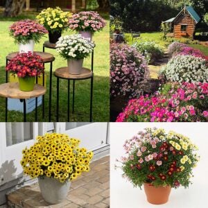 Katlı Strawberry Cream çeşme papatyası fidesi argyranthemum