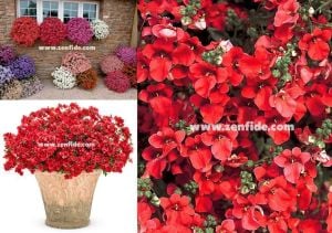 3 renk karışım diascia fidesi divara mix