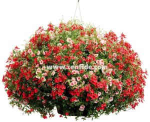 3 renk karışım diascia fidesi divara mix