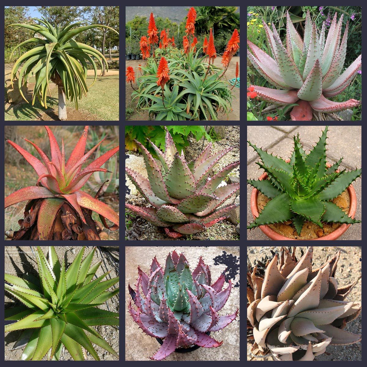 Aloe tohumu sukkulent tohum karışımı