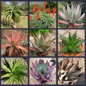 Aloe tohumu sukkulent tohum karışımı