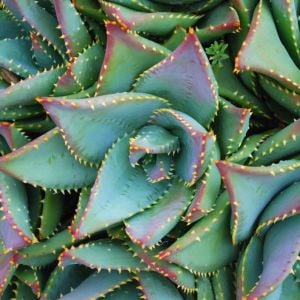 Aloe tohumu sukkulent tohum karışımı