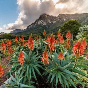 Aloe tohumu sukkulent tohum karışımı
