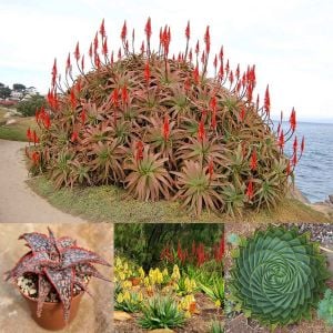 Aloe tohumu sukkulent tohum karışımı