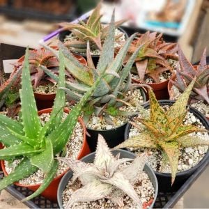 Aloe tohumu sukkulent tohum karışımı