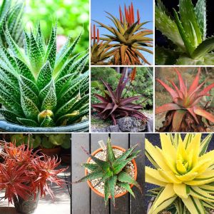 Aloe tohumu sukkulent tohum karışımı