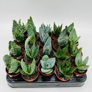 Aloe tohumu sukkulent tohum karışımı