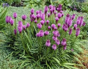 Goblin liatris çiçeği fidesi spicata goblin