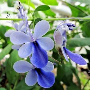 Mavi kelebek çalısı fidanı clerodendrum ugandense
