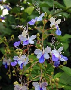 Mavi kelebek çalısı fidanı clerodendrum ugandense