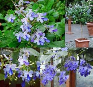 Mavi kelebek çalısı fidanı clerodendrum ugandense