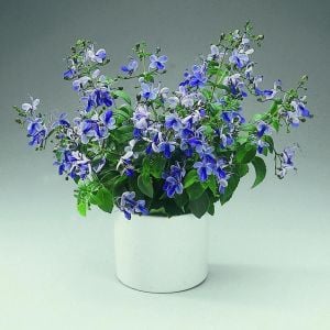 Mavi kelebek çalısı fidanı clerodendrum ugandense