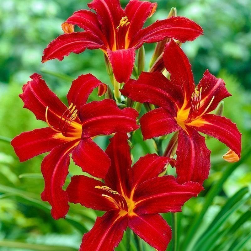 Crimson pirate gün güzeli çiçeği saksıda hemerocallis