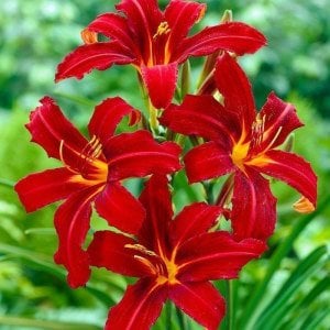 Crimson pirate gün güzeli çiçeği saksıda hemerocallis
