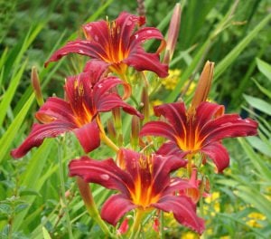 Crimson pirate gün güzeli çiçeği saksıda hemerocallis