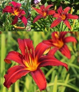 Crimson pirate gün güzeli çiçeği saksıda hemerocallis