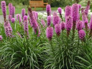 Goblin liatris çiçeği fidesi spicata goblin