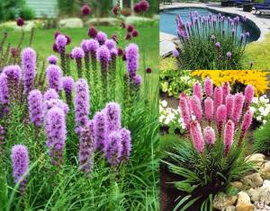 Goblin liatris çiçeği fidesi spicata goblin