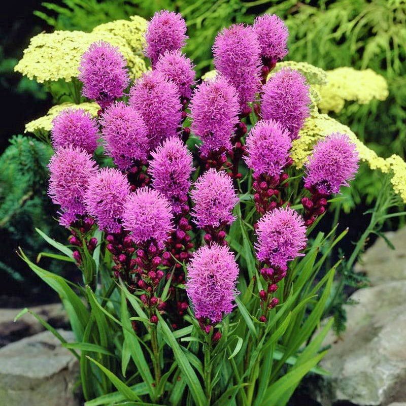 Goblin liatris çiçeği fidesi spicata goblin