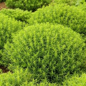 Bolero kışlık zahter fidesi satureja montana