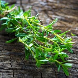 Bolero kışlık zahter fidesi satureja montana