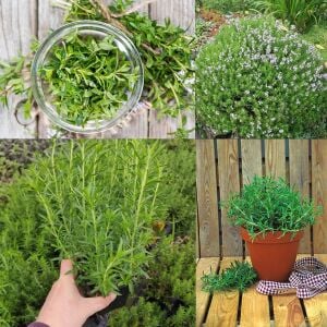 Bolero kışlık zahter fidesi satureja montana