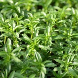 Bolero kışlık zahter fidesi satureja montana