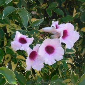 Alaca yapraklı pandorea yasemini fidanı saksıda pandorea jasminoides