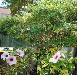 Alaca yapraklı pandorea yasemini fidanı saksıda pandorea jasminoides