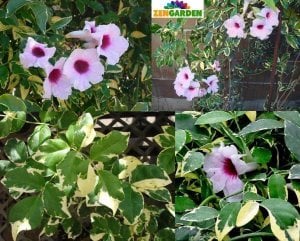 Alaca yapraklı pandorea yasemini fidanı saksıda pandorea jasminoides