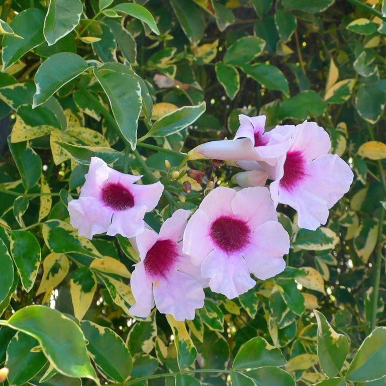 Alaca yapraklı pandorea yasemini fidanı saksıda pandorea jasminoides