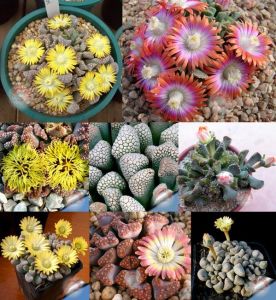 Titanopsis tohumu karışımı