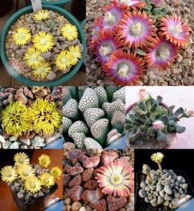 Titanopsis tohumu karışımı
