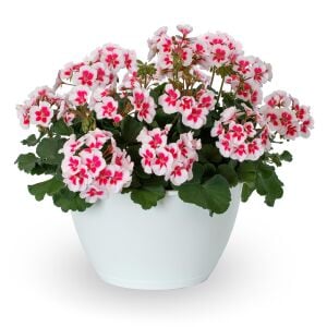 Pelargonium Summer Lovers White Splash Sardunya Fidesi | Zengarden