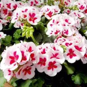 Pelargonium Summer Lovers White Splash Sardunya Fidesi | Zengarden
