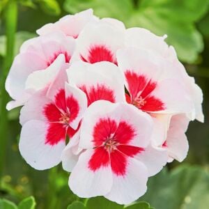 Pelargonium Summer Lovers White Splash Sardunya Fidesi | Zengarden